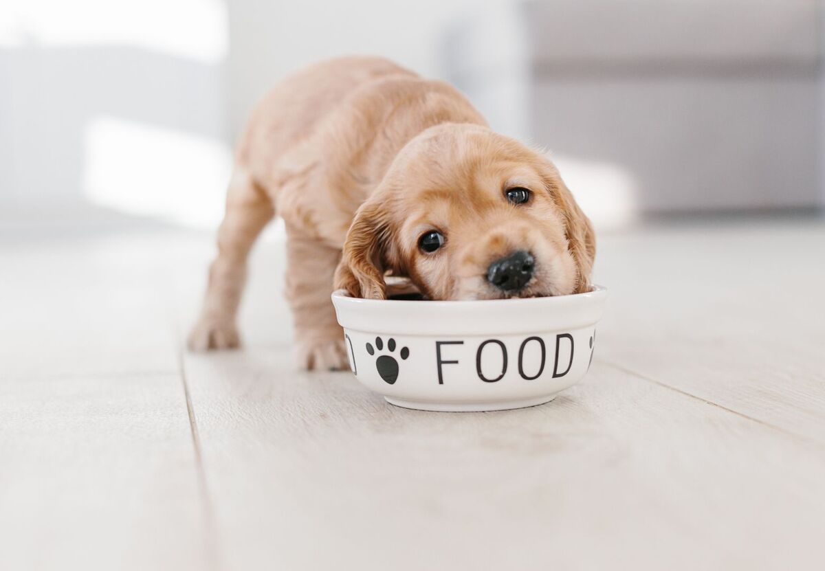 Puppy eating food